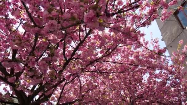 Ροζ Άνθη Κερασιάς Στο Δρόμο — Αρχείο Βίντεο