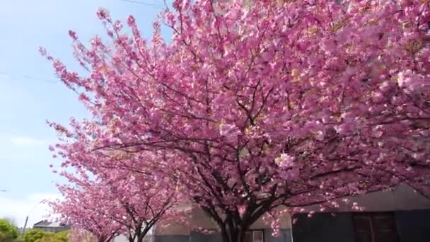 Fleurs Cerisier Rose Dans Rue — Video