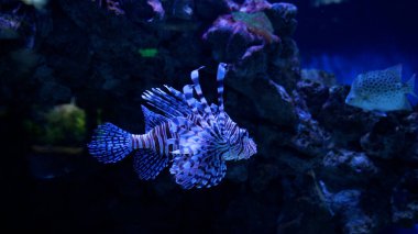 Aslan Balığı 'nın yakın çekim görüntüleri mavi suyun yüzeyini yavaşça güneş ışınlarıyla yüzer. Kırmızı Aslan Balığı Pterois Volitans Yakın plan