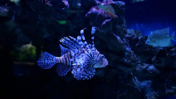 Aslan Balığı 'nın yakın çekim görüntüleri mavi suyun yüzeyini yavaşça güneş ışınlarıyla yüzer. Kırmızı Aslan Balığı Pterois Volitans Yakın plan
