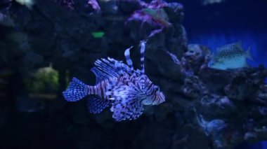 Aslan Balığı 'nın yakın çekim görüntüleri mavi suyun yüzeyini yavaşça güneş ışınlarıyla yüzer. Kırmızı Aslan Balığı Pterois Volitans Yakın plan