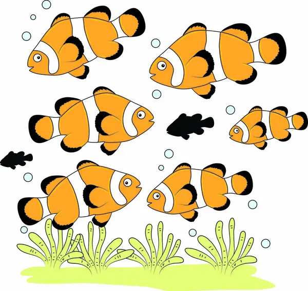 Bir grupta palyaço balığı