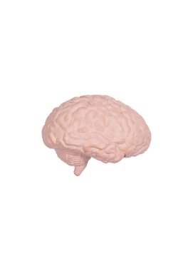 Beyaz arka planda plastik beyin iç organ modeli