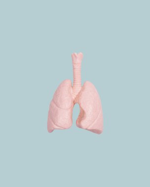 Akciğer iç organ plastik modeli yeşil arka planda