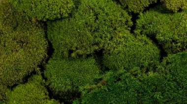 Yeşil yosun arkaplan makrosu