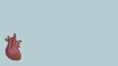 Yeşil arka planda plastik kalp organı modeli