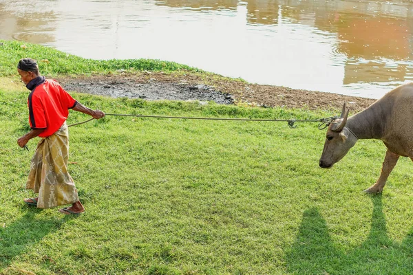 Jakarta, Endonezya - 15 Aralık 2022: Bir bufalo çobanı, güneşli bir öğleden sonra nehir kenarındaki çimenli bir tarlada evcil bufalosunu halatla çeker..
