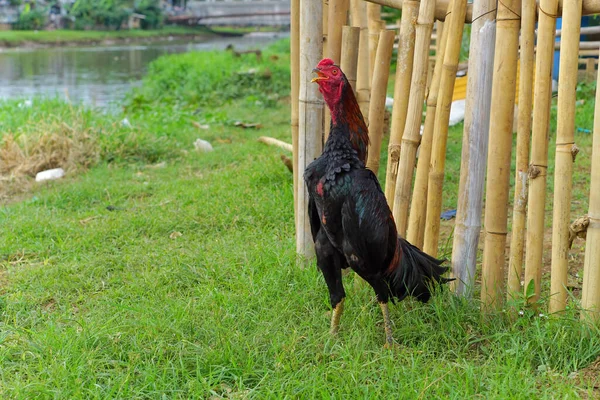 A red-and-black rooster sings in the grass beside a bamboo fence