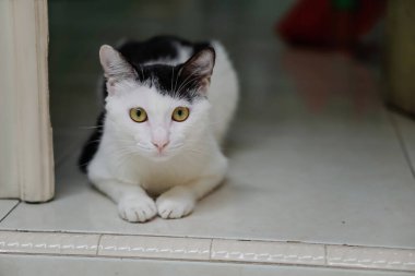 Cute black and white cat lying on the floor near the door of the house