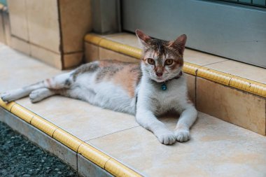 Kedi kapının önünde yerde yatıyordu.