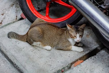 Beautiful cat is resting under the motorbike