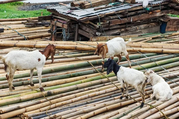 Bir grup keçi yağmurdan sonra ıslak bambu yığınının üzerinde