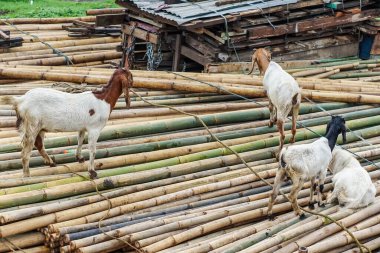 Bambu sopaları üzerinde bir grup keçi.