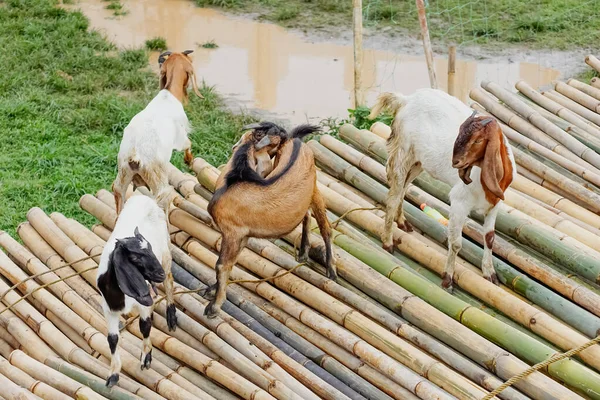 Dört keçi yağmurdan sonra bir yığın bambu çubuğunun üzerinde toplandı.