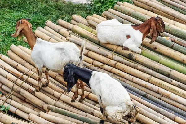 Bambu yığını üzerinde keçi (Kambing)