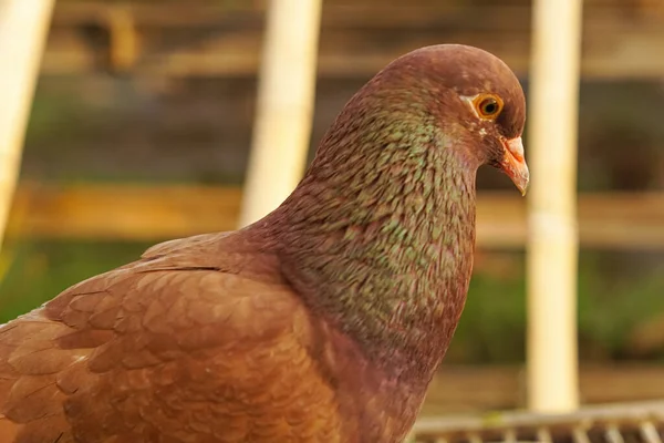 Close Portrait Handsome Brown Pigeon — Stock Photo, Image