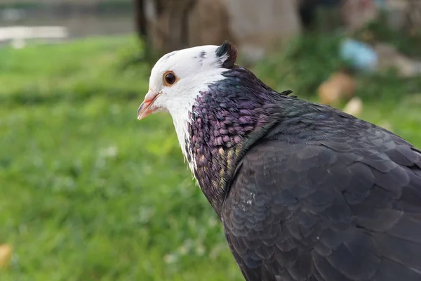 Close Portrait Beautiful Pigeon Crest Back Its Head — Stock Photo, Image
