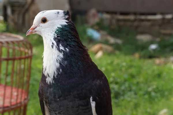 Schöne Taube Mit Wappen Auf Dem Kopf — Stockfoto