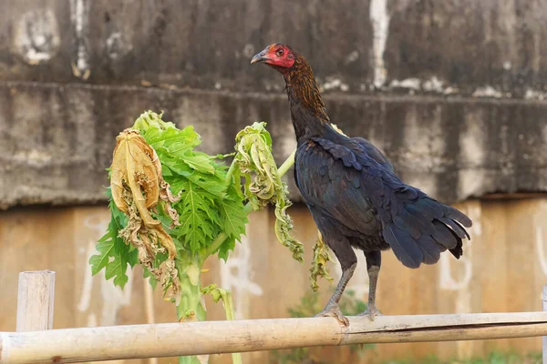 stock image A hen stands on a bamboo fence in a vegetable garden