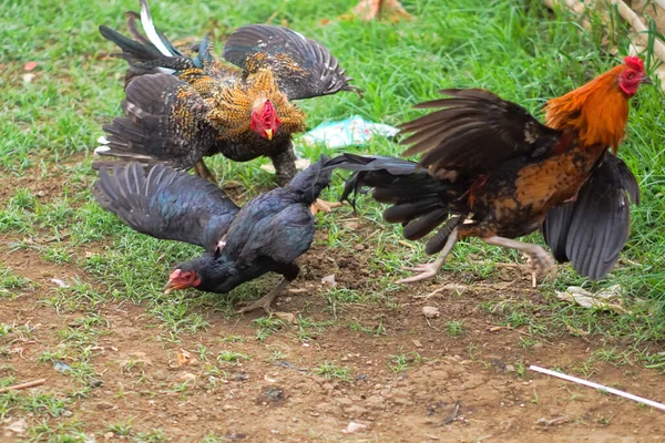 Roosters fighting over hens in the grass field
