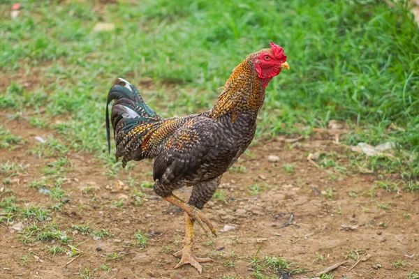 Rooster Walking Ground Natural Green Grass Background — Stock Photo, Image