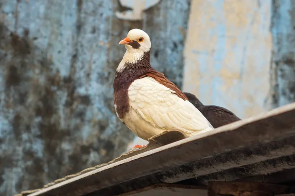 Pigeon Blanc Perché Sur Bord Toit Amiante — Photo