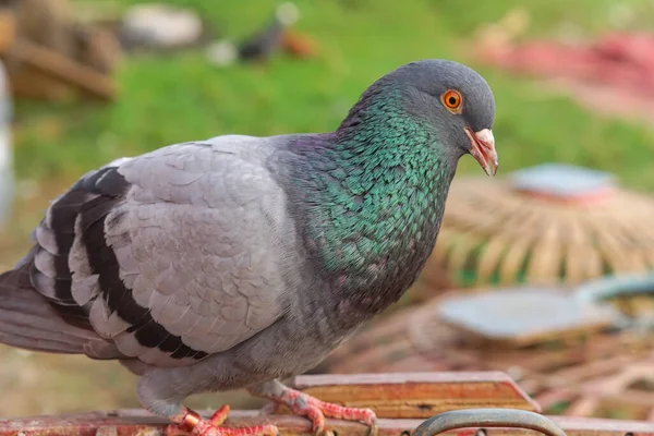 stock image Side view of a rock pigeon in a wooden cage