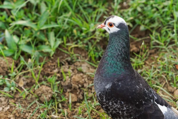 아름다운 비둘기 잔디밭에 — 스톡 사진