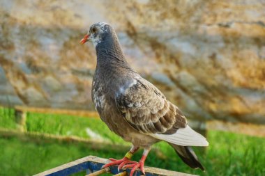 Genç güvercin ahşap bir kafese kondu.