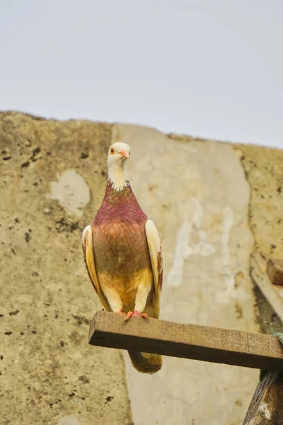 Schöne Taube Thront Auf Einem Holzblock — Stockfoto