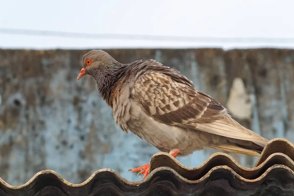 Pigeon Sur Toit Amiante Extérieur — Photo