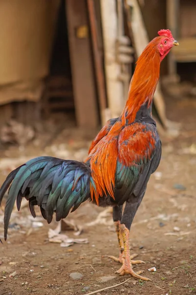 庭のハンサムな鶏 — ストック写真