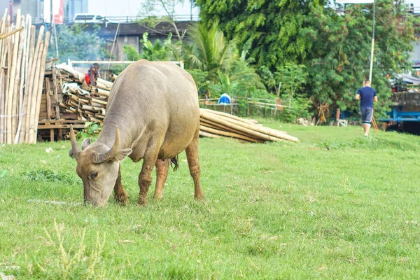 Porträtt Indonesisk Buffel Som Födosöker Ett Gräsfält — Stockfoto