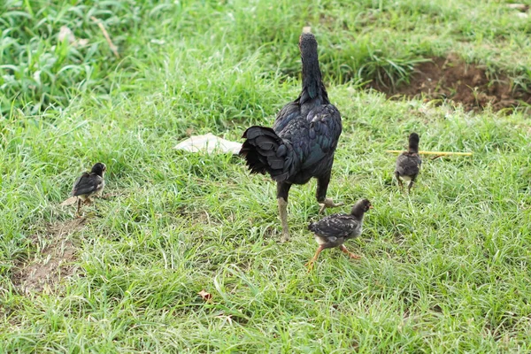 Mother Hen Chicks Walking Grass Field — Stock Photo, Image