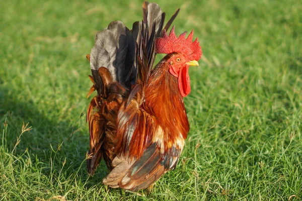 Short Legged Bantam Chicken Kate Rooster Standing Grass Field — Stock Photo, Image