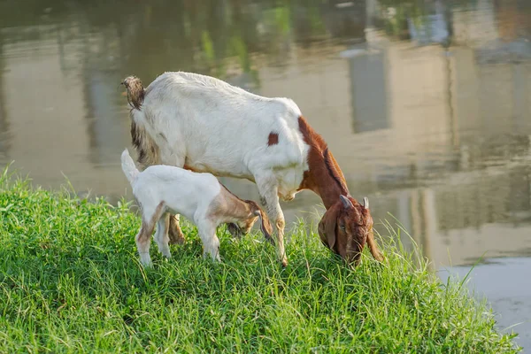 Domestic Goats Mother Goats Baby Goats Nature Meadow River — Stock Photo, Image