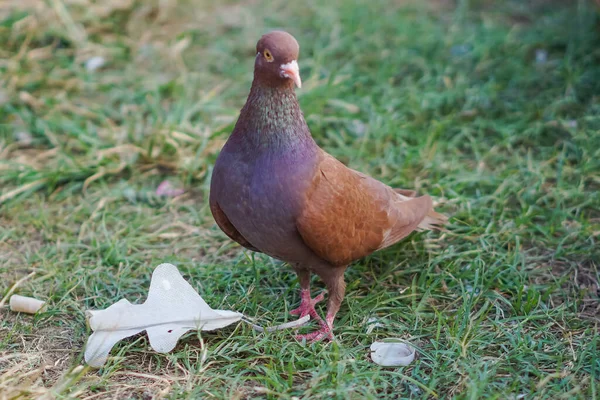 緑の芝生の上で美しい茶色の鳩 — ストック写真