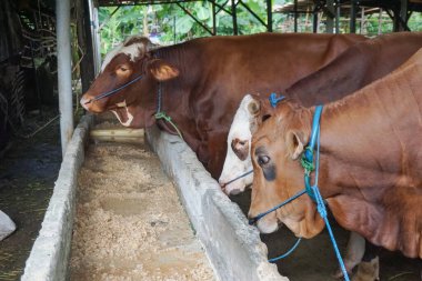 Ahırdaki inekler kurban edilmeye hazır. Kurban olarak Kurban Bayramı 2023 'te..