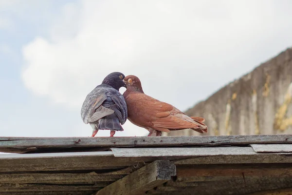 iki güvercin tarafından öpüşme gagaları kilitleme Inter