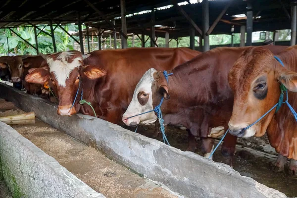 Rows Cows Ready Sold Sacrifice Eid Adha 2023 — Stock Photo, Image