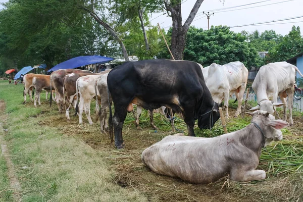 Hayvan pazarındaki bir inek sürüsü Kurban Bayramı için satılmaya hazır.