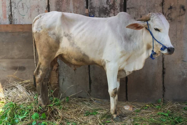 Hayvan pazarında beyaz inek. Kurban için beyaz inek, Kurban Bayramı 'nda..