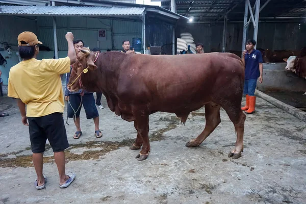 Jakarta, Endonezya - 28 Mayıs 2023: Muhtemel alıcılara inekleri gösteren tarım işçileri. Kurban edilecek inekler, Kurban Bayramı 2023.
