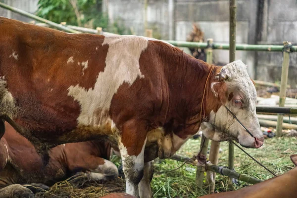 Kor Djurmarknaden Förberedelser För Uppoffringen Eid Adha — Stockfoto