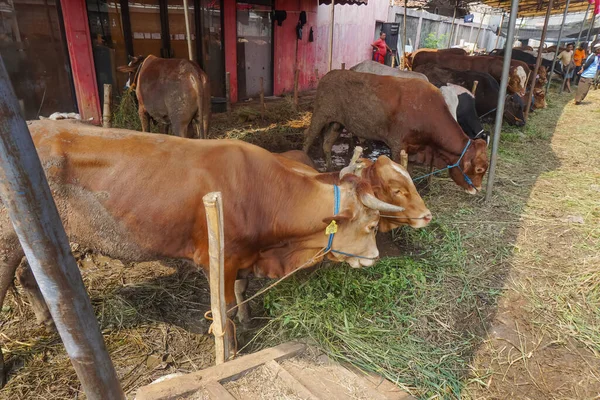 Ceger, Güney Tangerang, Endonezya - 11 Haziran 2023: İnekler satılık. Kurban edilecek inekler Kurban Bayramı 'nda.