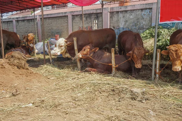 Cows Display Sale Cows Sacrifice Eid Adha — Stock Photo, Image