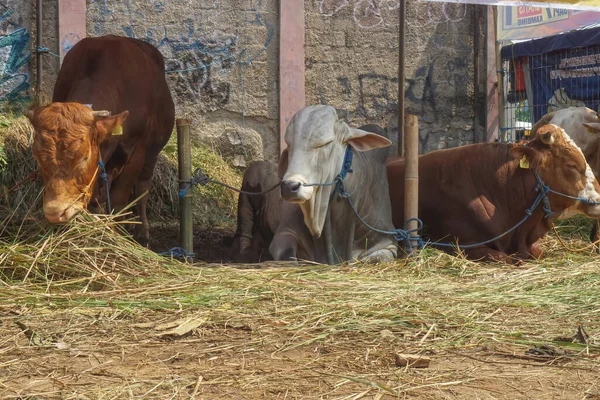 The cows are on display for sale. Cows for sacrifice on Eid al-Adha.
