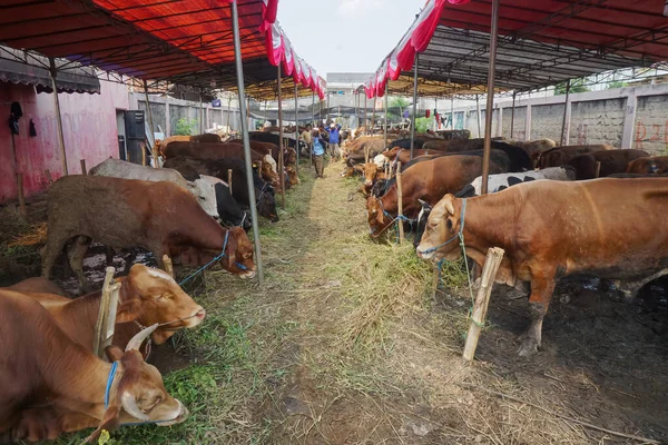 Ceger South Tangerang Indonesien Juni 2023 Eftermiddag Boskapsmarknaden Korna Till — Stockfoto