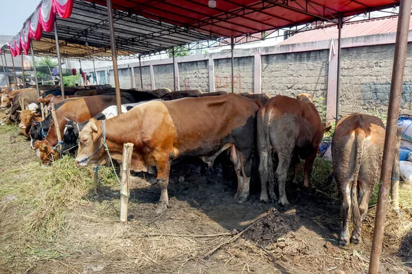 Hot Day Animal Market Many Cows Sold Sacrifice Eid Adha — Stock Photo, Image