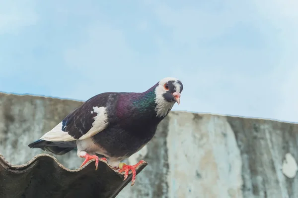 波纹石棉屋顶边缘的一只漂亮的鸽子 — 图库照片
